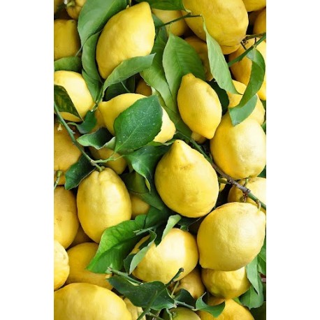 Limoni Solidali